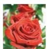 Engelsrose Carmen - Beruf & Arbeitsleben - Tarot & Kartenlegen - Sonstige Bereiche - Hellsehen & Wahrsagen - Lebensberatung